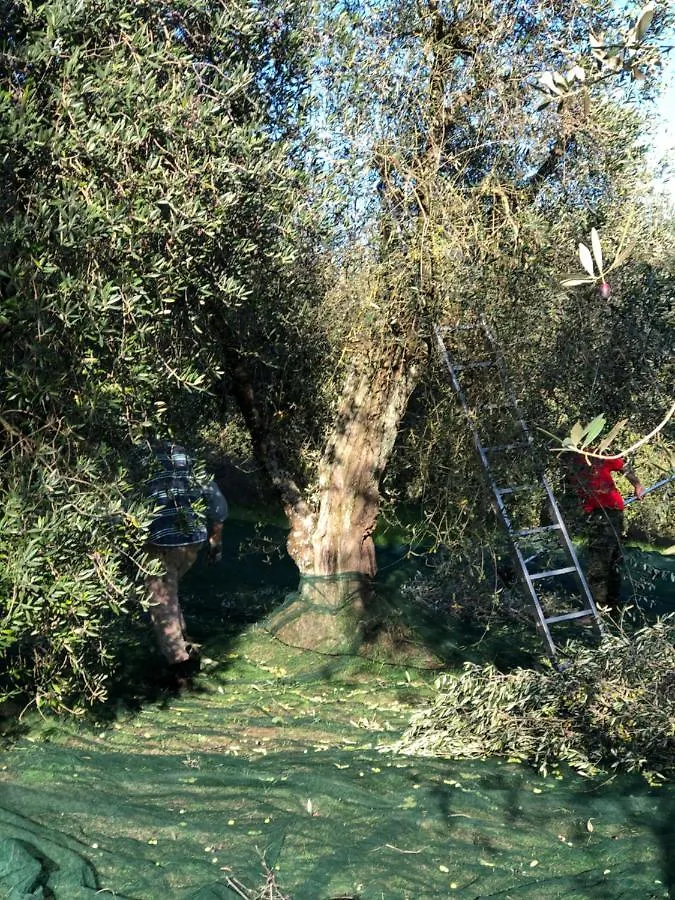 Il Borghetto Andrea Tafi Guest House Lamporecchio 0*,